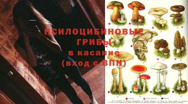 PSILOCYBIN Елабуга